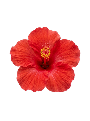 Hibiscus Flower