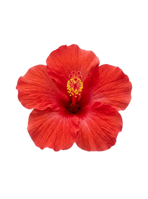 Hibiscus Flower