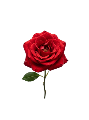 Rose Flower